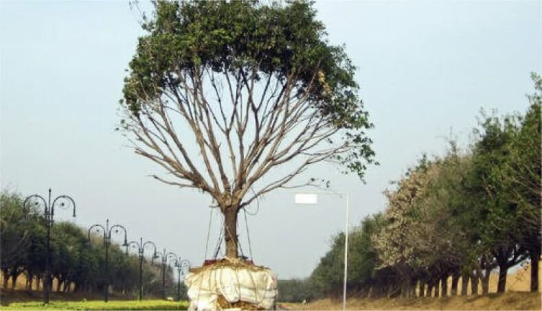 Tree Transplantation